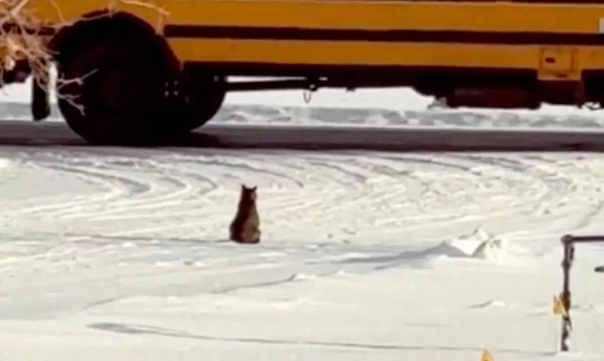 Minden reggel az út szélén ül a kandúr: amit ott csinál, megolvasztja a szíveket - 