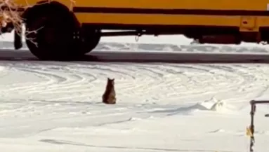 Minden reggel az út szélén ül a kandúr: amit ott csinál, megolvasztja a szíveket - 