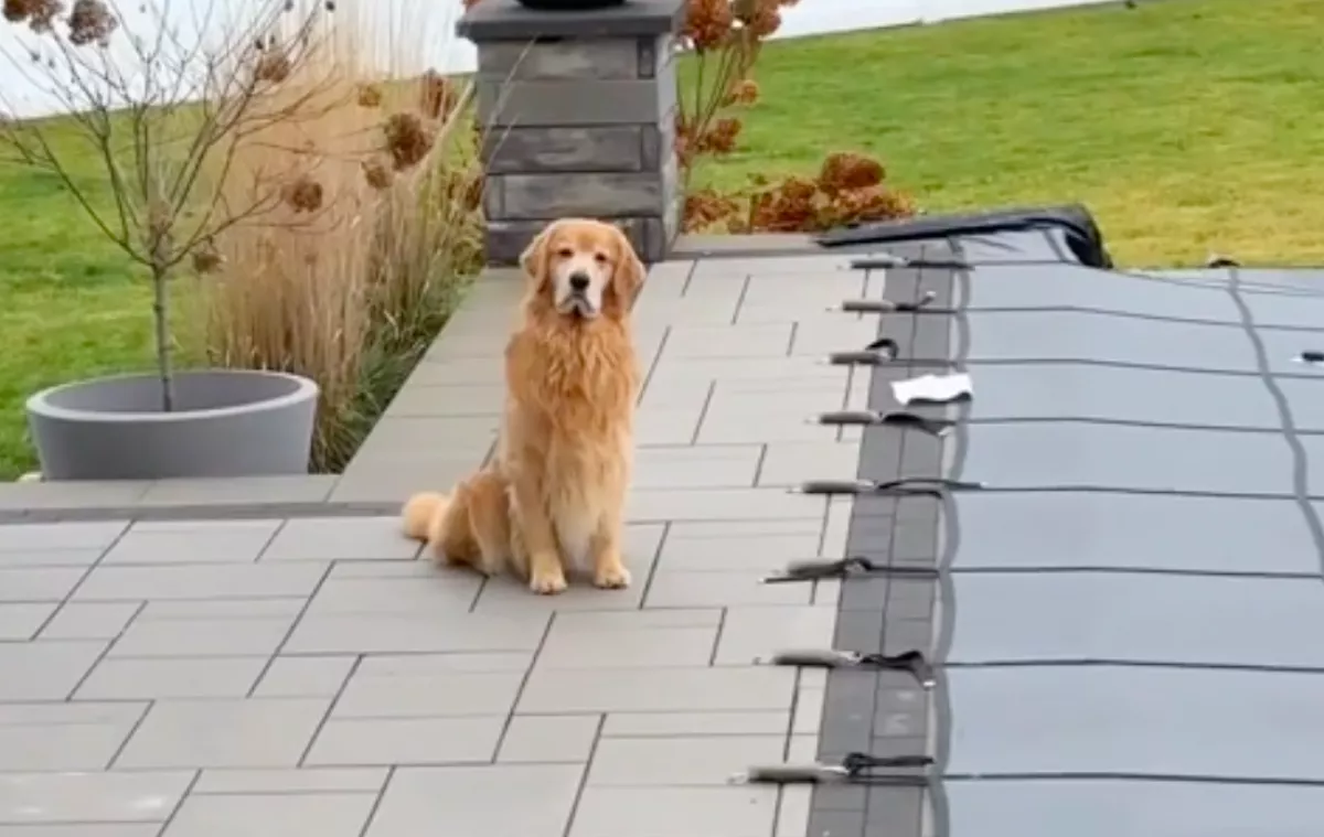 Fürdeni akar a golden retriever: amikor meglátja a medencét, megrémül - Videó