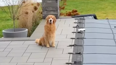 Fürdeni akar a golden retriever: amikor meglátja a medencét, megrémül - Videó