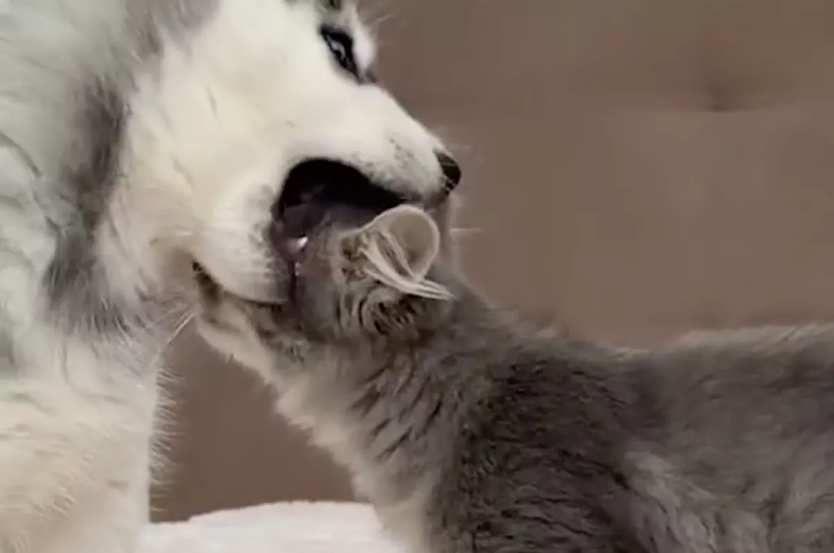 Husky-kölyök találkozik a cicával: majd hirtelen harapni kezd - Videó