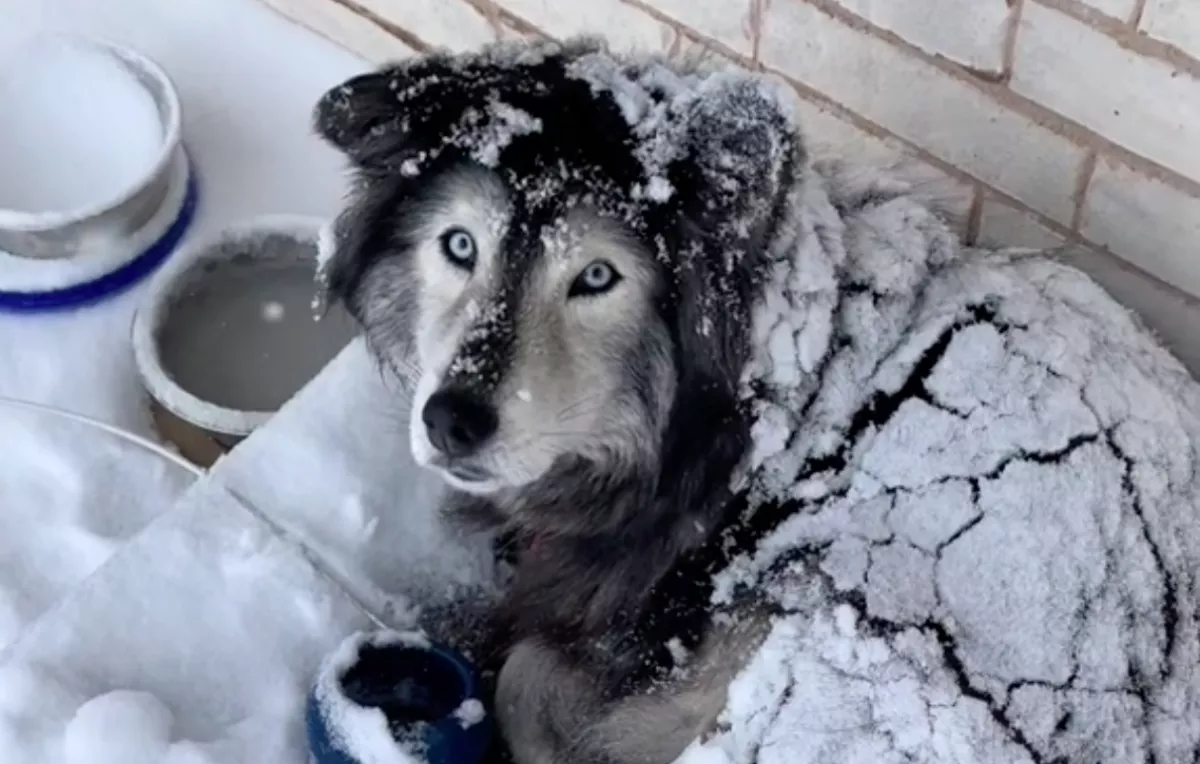 A kertben töltötte a hóvihart a husky: de a helyzet más, mint amilyennek tűnik - Videó