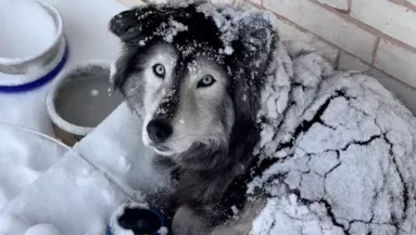 A kertben töltötte a hóvihart a husky: de a helyzet más, mint amilyennek tűnik - Videó