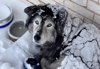 A kertben töltötte a hóvihart a husky: de a helyzet más, mint amilyennek tűnik - Videó