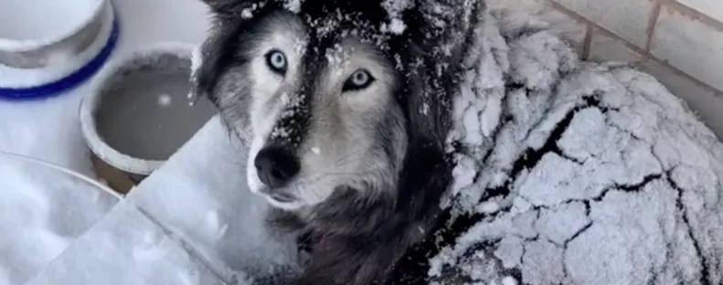A kertben töltötte a hóvihart a husky: de a helyzet más, mint amilyennek tűnik - Videó