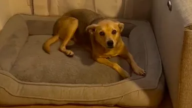 Értetlen volt a kutyája fajtája miatt a lány: a DNS-teszt eredménye padlóra küldte - Videó