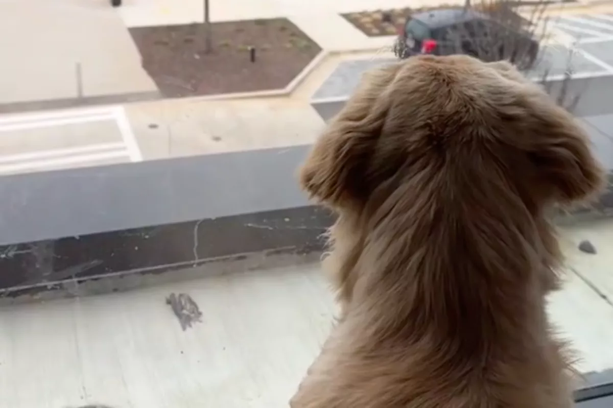 Mint egy őrült, ugat a golden retriever az ablakból: az okán milliók nevetnek - Videó