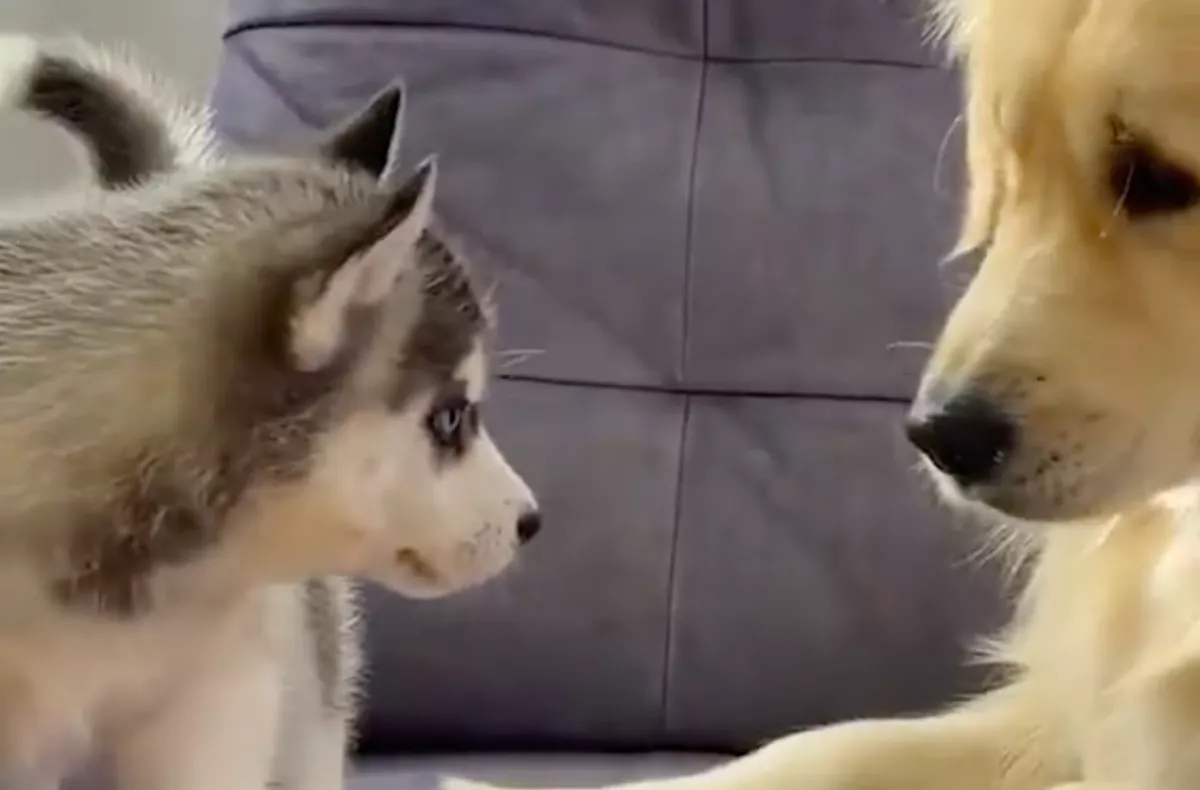 A kölyök husky találkozik a golden retrieverrel: a reakciójuk sokat elárul - Videó