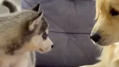 A kölyök husky találkozik a golden retrieverrel: a reakciójuk sokat elárul - Videó