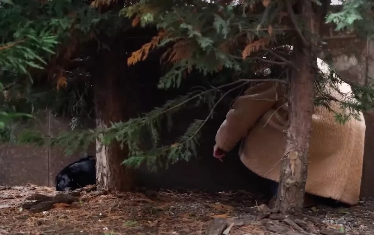 Reszkető kutyán akar segíteni a nő: amit tesz, amikor közelebb megy, megolvasztja a szívét - Videó