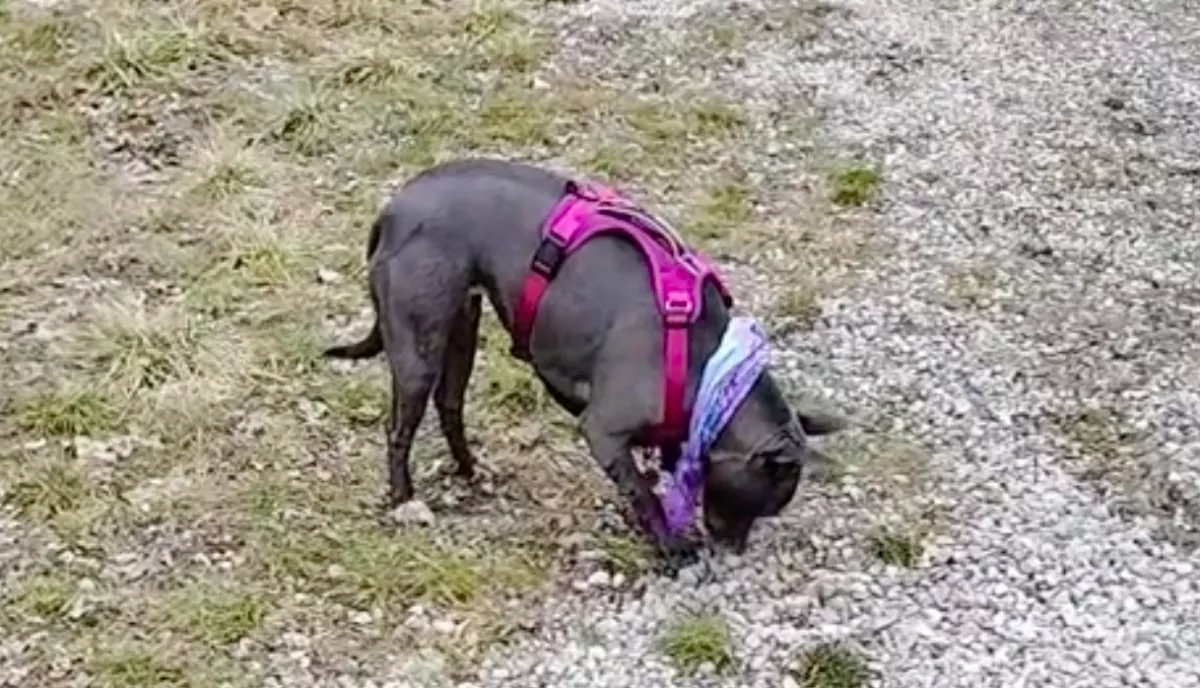 Először vitték ki a kutyát oda, ahol meghalt a gazdája: a reakciója szívfacsaró - Videó