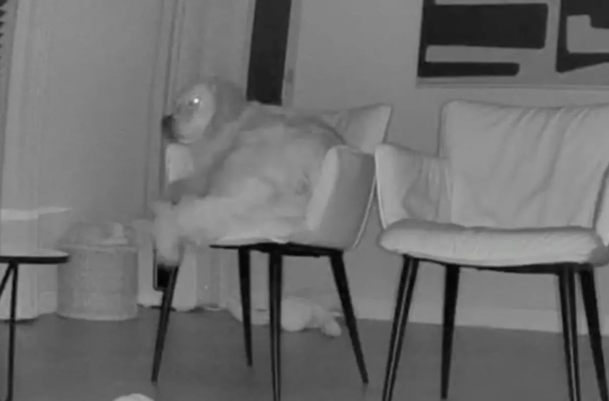 Egyedül van otthon a golden retriever: amikor a gazdik ránéznek a biztonsági kamerára, megszakad a szívük - Videó