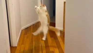 A kabócát üldözi a macska a lakásban: ami ezután történik, milliókat ejt ámulatba - Videó