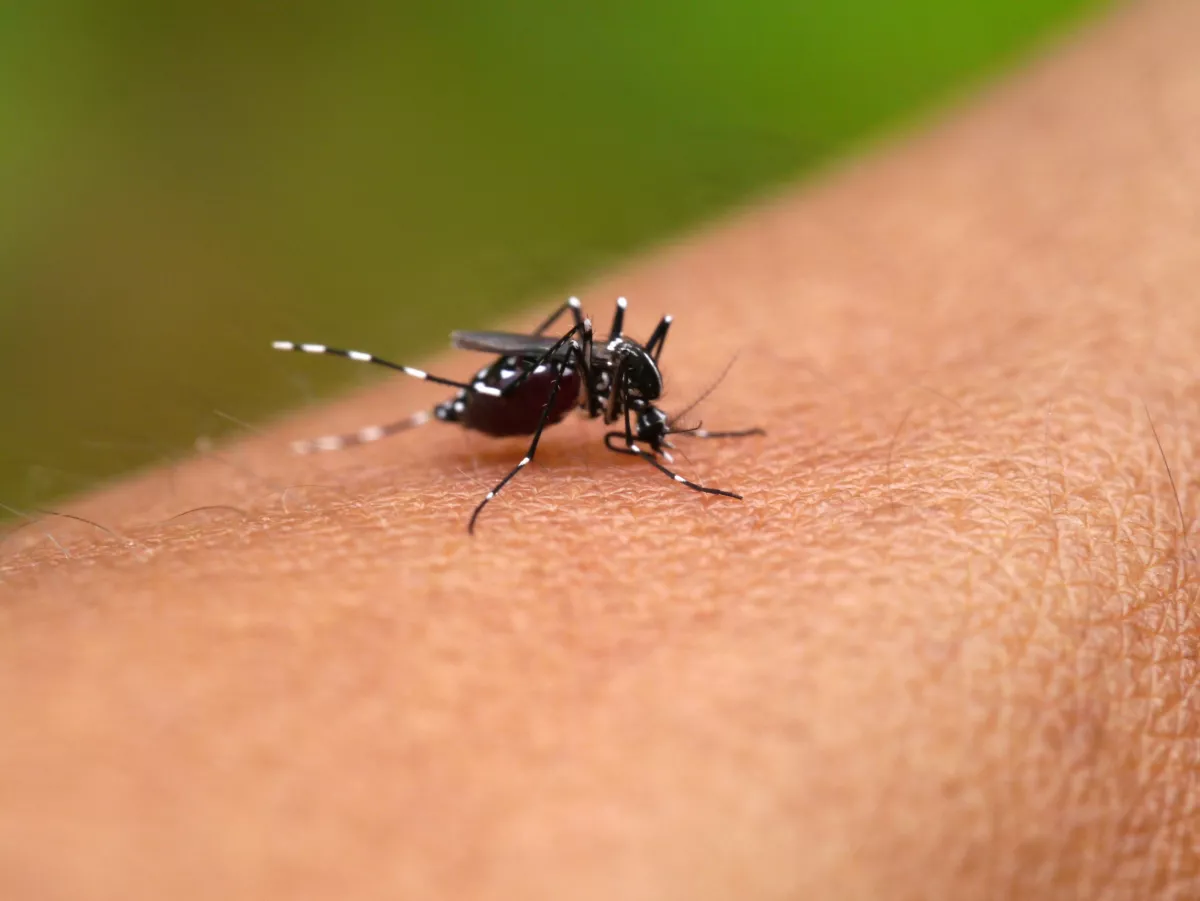 Dengue-vírus: egy nógrádi és egy budapesti férfinél is kimutatták a fertőzést