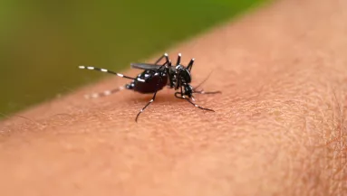 Dengue-vírus: egy nógrádi és egy budapesti férfinél is kimutatták a fertőzést
