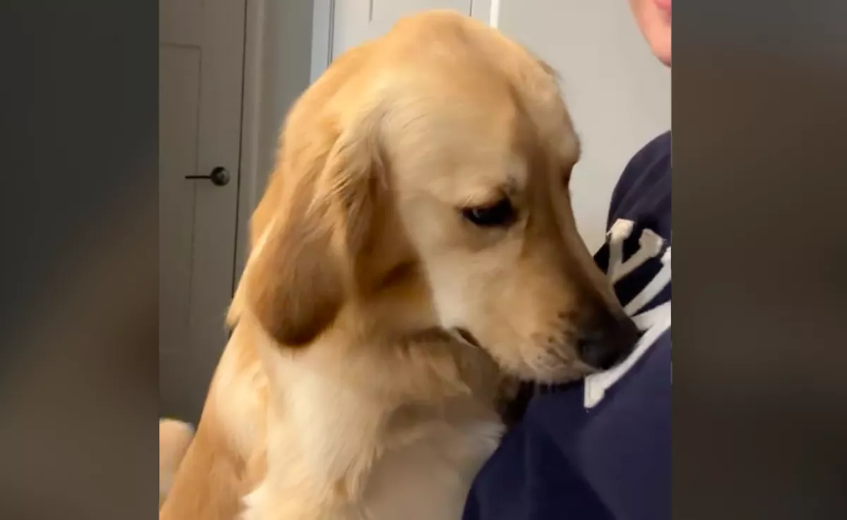 Kiakadt a gazdijára a golden retriever: az okán pusztul a TikTok - Videó