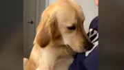 Kiakadt a gazdijára a golden retriever: az okán pusztul a TikTok - Videó