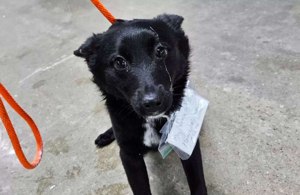 A szupermarket előtt tették ki a kutyát: ami a nyakörvén áll, mindenkit megérint - Fotók