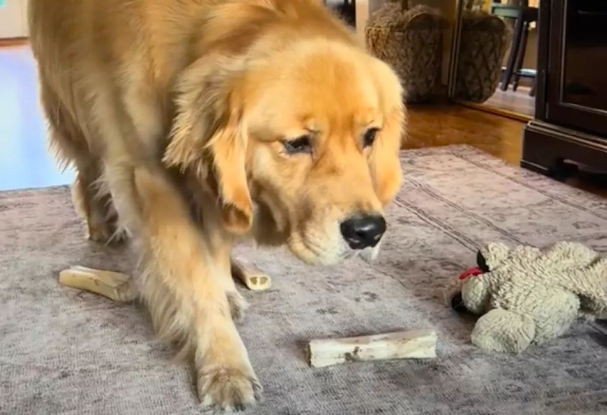 Azt hiszi a golden retriever, láthatatlan: amit a testvérével csinál, azon könnyezik a világ - Videó