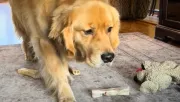 Azt hiszi a golden retriever, láthatatlan: amit a testvérével csinál, azon könnyezik a világ - Videó