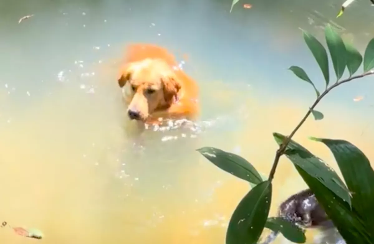 Csobban a patakban a golden retriever: hihetetlen, ki úszik mellette - Videó