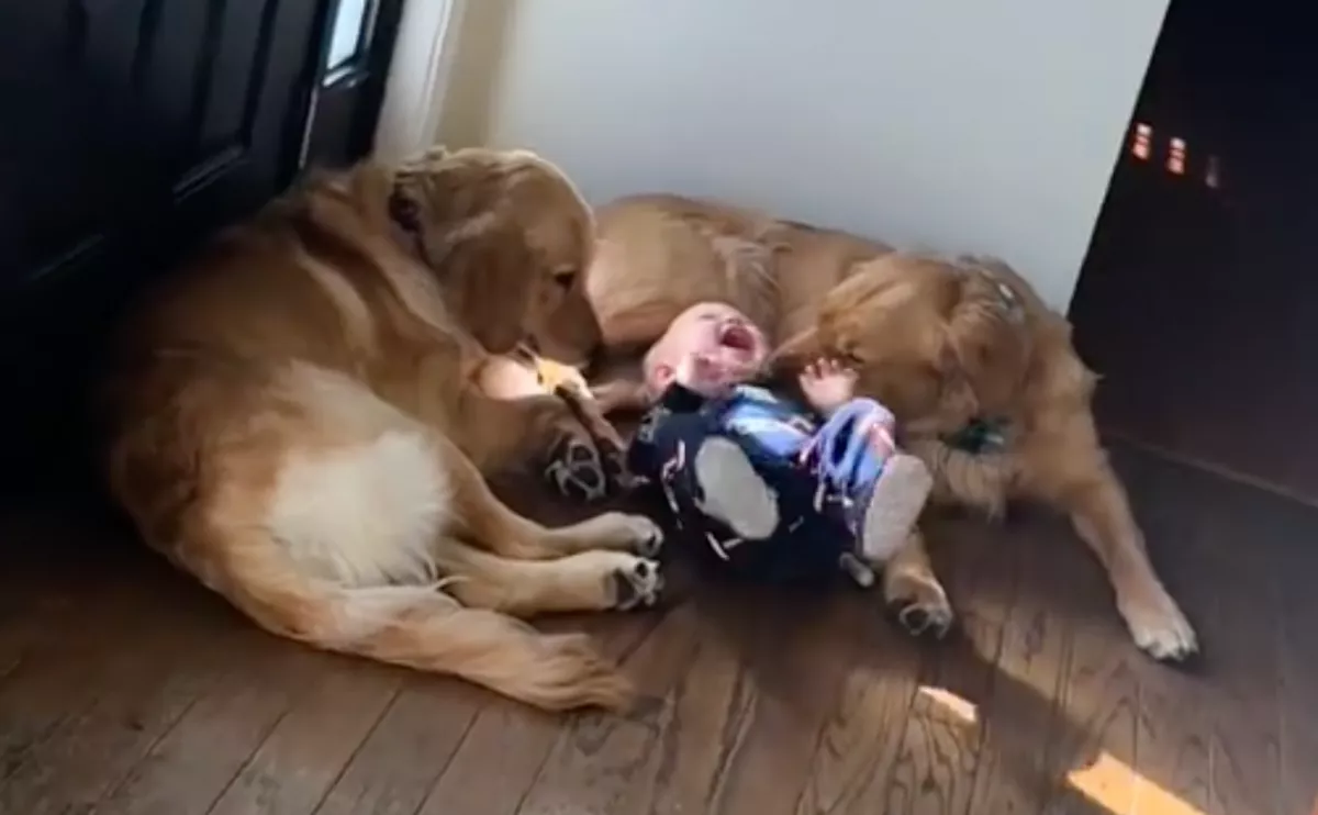 Két golden retrieverrel nő fel a baba: de az internet aggódik - Videó