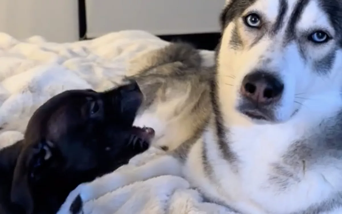 Pimaszul ugat a pitbull kölyök a nagy huskyra: a reakcióján milliók nevetnek - Videó