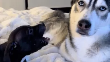 Pimaszul ugat a pitbull kölyök a nagy huskyra: a reakcióján milliók nevetnek - Videó