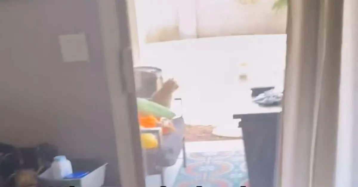 Részegen engedte be éjszaka a férfi a macskát: reggel kiderült az igazság - Videó