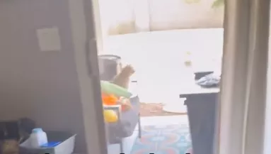 Részegen engedte be éjszaka a férfi a macskát: reggel kiderült az igazság - Videó