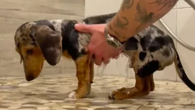 "Abszolút pokollá" vált a tacskó zuhanyzása: a reakciója megosztja a világot - Videó