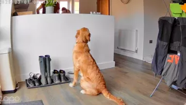 Hirtelen hagyja abba a golden retriever az evést: az okán sokan vinnyognak - Videó