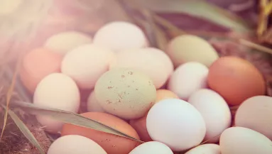 Tojásokat vitt haza az férfi: amikor kikeltek, elámult - Videó