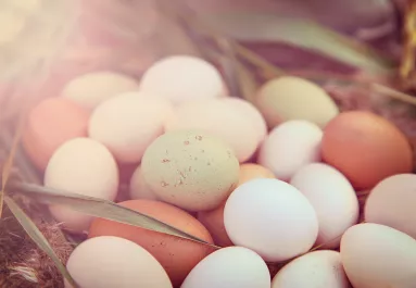 Tojásokat vitt haza az férfi: amikor kikeltek, elámult - Videó