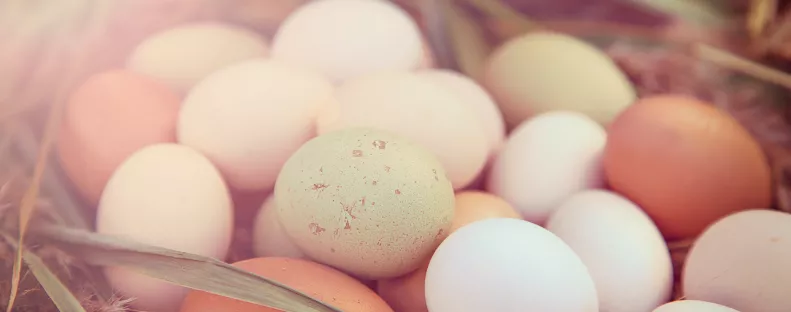 Tojásokat vitt haza az férfi: amikor kikeltek, elámult - Videó