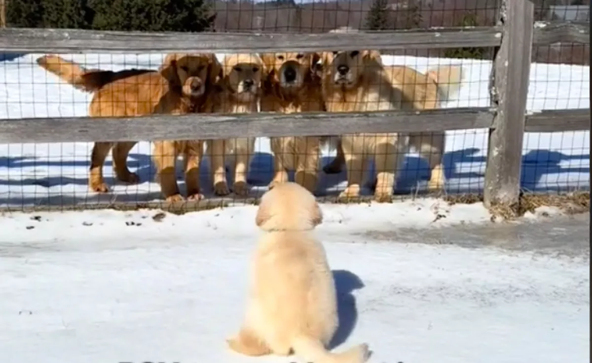 El kell búcsúznia a családtól a kis golden retrievernek: a videó sokak szívét töri össze
