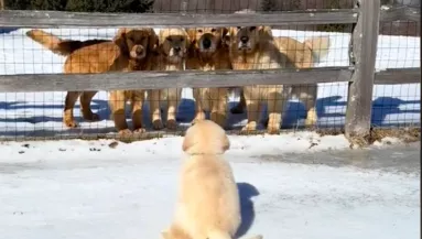 El kell búcsúznia a családtól a kis golden retrievernek: a videó sokak szívét töri össze
