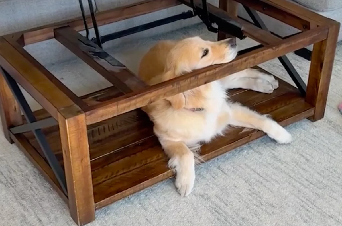 Nem értik a gazdik, mit akar a golden retriever mindig a dohányzóasztalnál: aztán fény derül rá - Videó