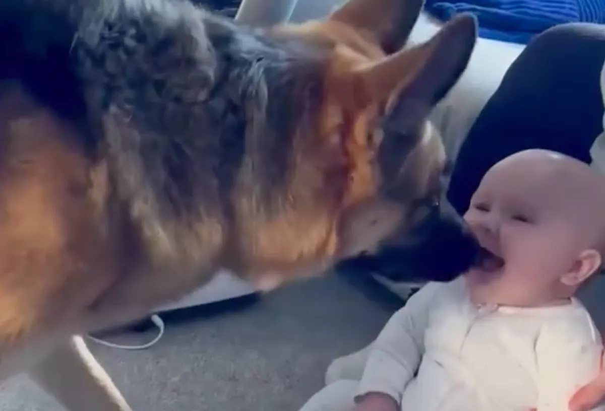 Bújócskázik a csecsemő és a német juhász: dühösen reagál a videóra a világ - Videó