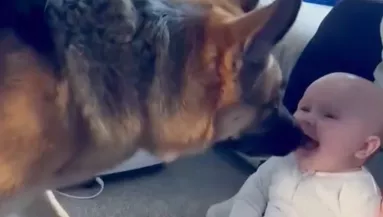 Bújócskázik a csecsemő és a német juhász: dühösen reagál a videóra a világ - Videó