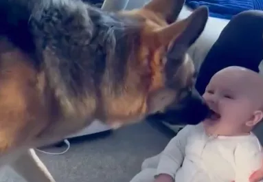 Bújócskázik a csecsemő és a német juhász: dühösen reagál a videóra a világ - Videó