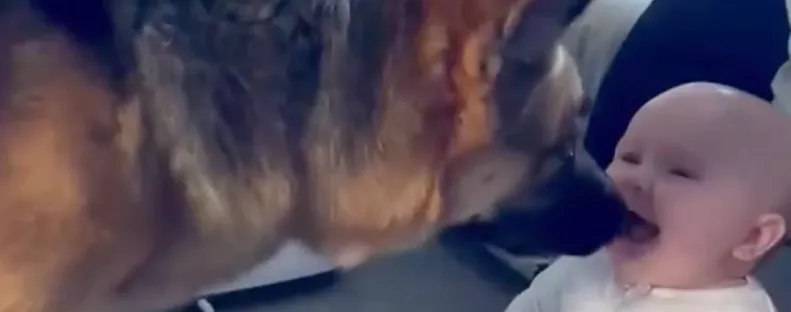 Bújócskázik a csecsemő és a német juhász: dühösen reagál a videóra a világ - Videó