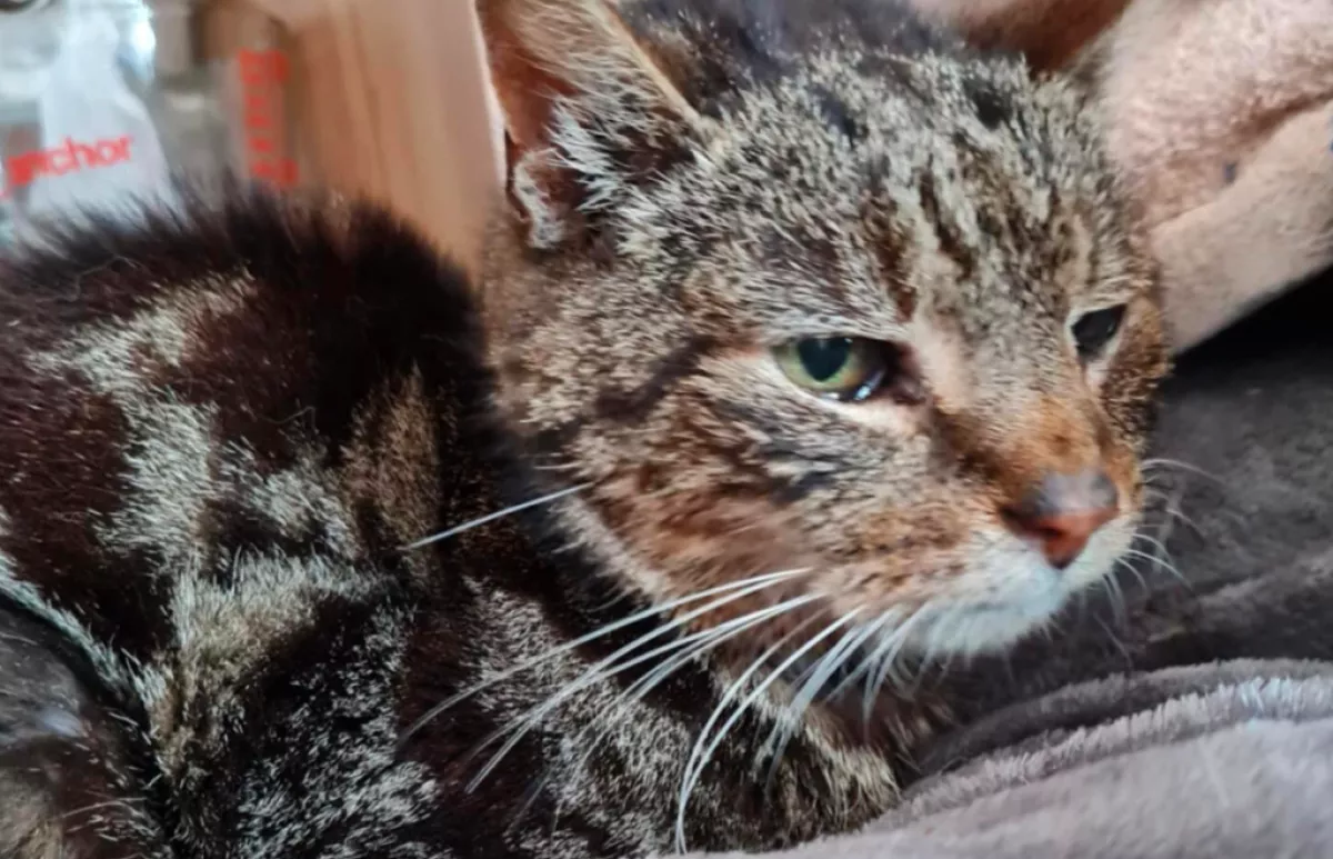 Öreg macska érkezett a menhelyre: amikor leolvasták a chipjét, elborzadtak - Fotók