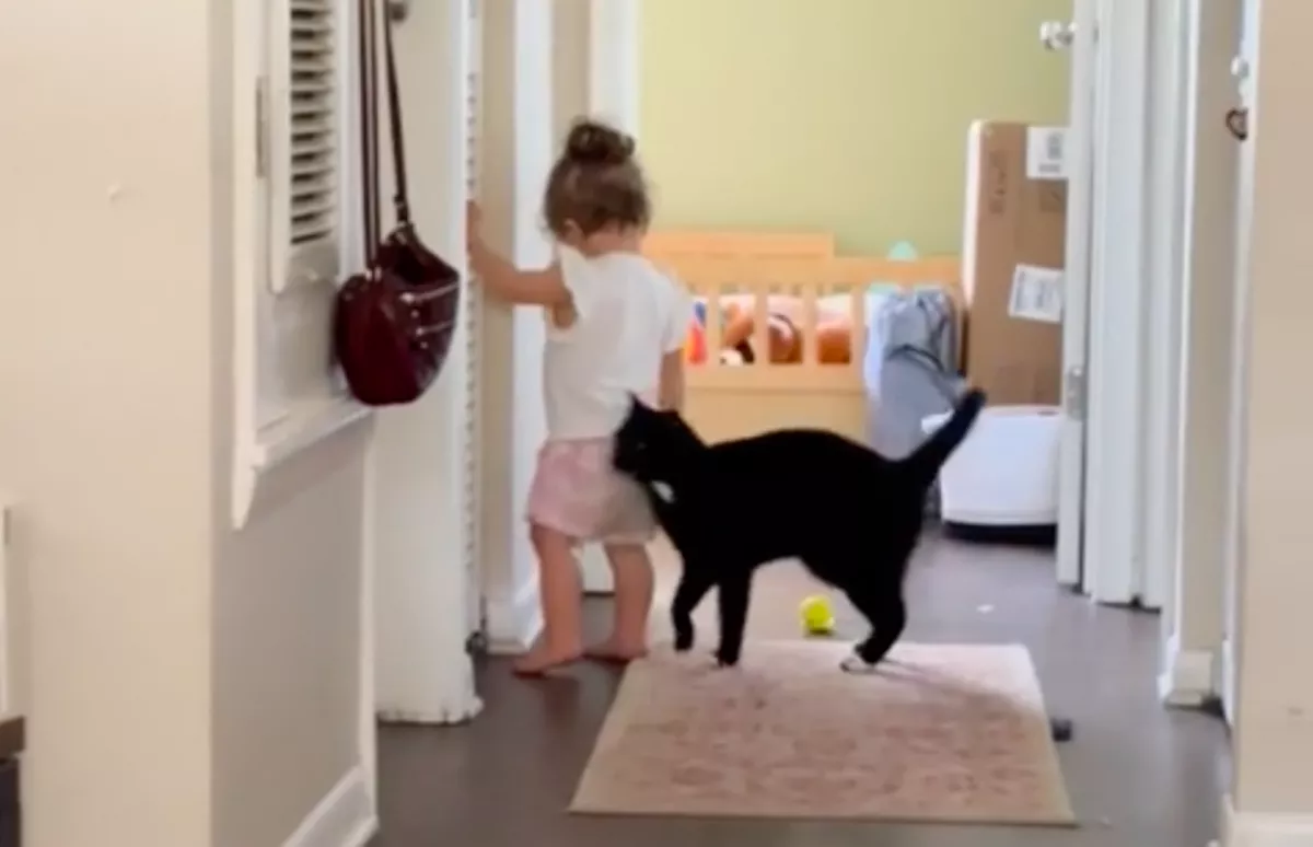 Macskát adnak a vak lányuknak a szülők: az állat reakciója mindenkit meglep - Videó