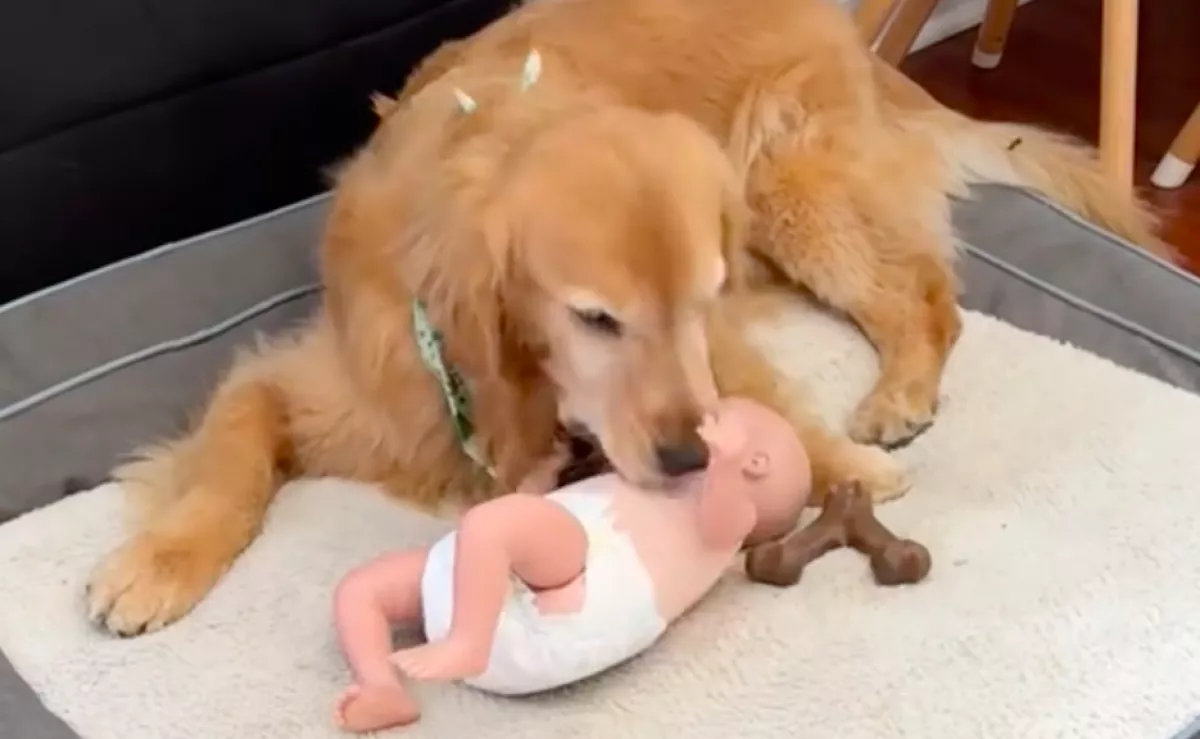 Egy babát adtak a fiuknak a szülők: ijesztő, amit a golden retrieverük ezután tesz - Videó