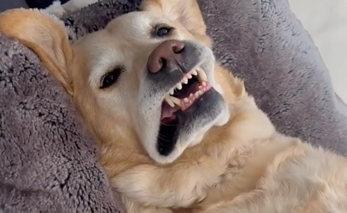 Hazaér a férfi: ahogyan a labradorját találja, megvadítja a világot - Videó