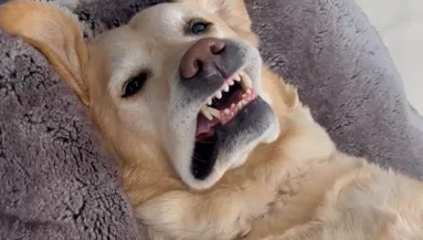 Hazaér a férfi: ahogyan a labradorját találja, megvadítja a világot - Videó