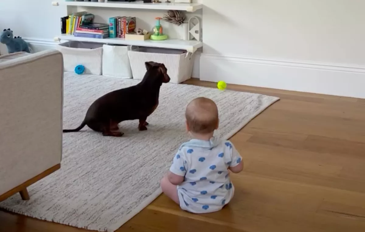 Amikor meglátja az anya, hogy reagál a baba a tacskóra, azonnal felemeli a kameráját - Videó