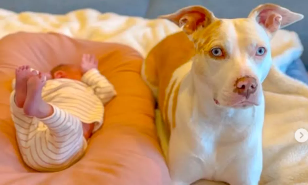 Amikor az apa meglátja, mit tesz a kutya a babájukkal, minden világossá válik - Videó