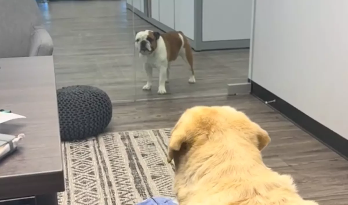 Labradort vitt a munkahelyére a nő: a másik, irodai kutya reakciója pusztító - Videó